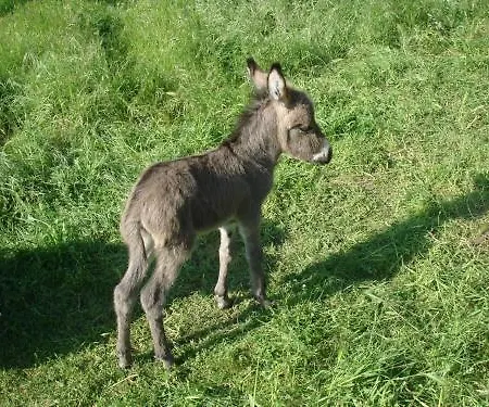 La Macchia 3* Spolète